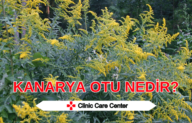 Kanarya Otu Nedir